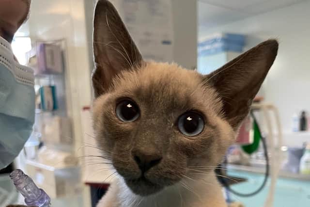 Arthur the Siamese kitten who recovered from treatment for a congenital heart defect at Paragon Veterinary Referrals in Wakefield.