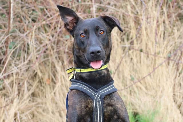 Louise is a playful, fun and loving crossbreed who lives life to the full. Photo: Dogs Trust Leeds