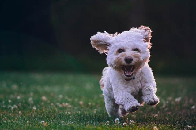 Personal trainer course providers, Origym, are looking for a pair of furry fitness friends to help them create ‘The Ultimate Doggy Workout’, with the successful pair getting paid £500 to film the exercises together.
