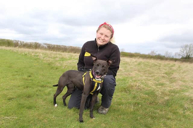 Luna, a two-year-old Staffy Cross, poses with her favourite handler Helena while she waits to find her forever home at Dogs Trust Leeds.