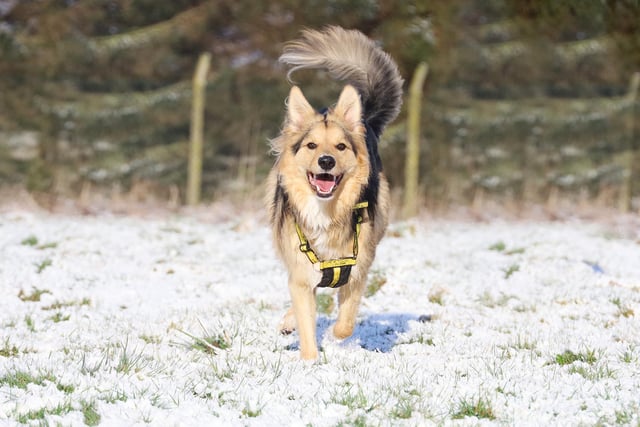 When Leeds had it’s little flurry of snow last week, the rescue dogs had a great time playing in it! Here’s Oscar, a two-year-old German Shepherd Dog who is currently looking for a new home with adopters who will understand his anxieties and let him slowly come out of his shell. Once he’s comfortable he is a super fun lad who loves to play and always smashes his training.