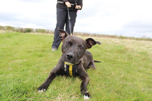 We bumped into Luna who was enjoying a nice long walk with her handler on the centre’s large walking field. We caught her showing off a perfect ‘down’. Just look at those eyes! She’s a fun and bubbly two-year-old Staffy Cross who likes to live her life to the max! She’s looking for active adopters who will take her on lots of fun adventures and continue her training, which she’s doing really well with.