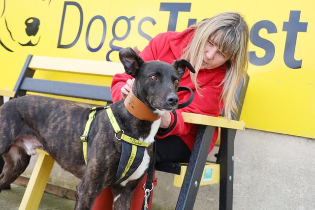 Before Boss the lovely Lurcher left for his forever home he enjoyed some snuggles with Sally, one of the rehoming centre’s Volunteer Canine Assistants. She had been walking him regularly and was clearly smitten with his gentle and loving nature. Good luck in your new home Boss!