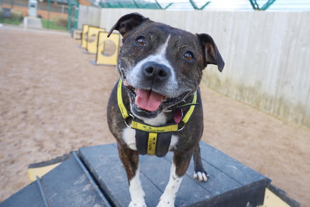 Lovely Lexi has been learning some agility this week! Here she is showing that big Staffy smile in one of the centre’s training compounds. She’d love to find a new home with adopters who love everything about the Staffy breed. The energy, the fun and most of all, the affection!