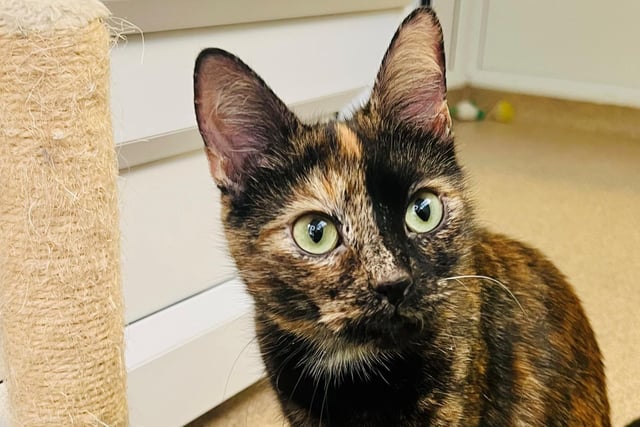 Cici came to the centre after she was rushed to the vet due to difficulties giving birth. She was very brave throughout and is feeling much better now, and is now ready to find her forever home. As you can see, she is a very pretty tortie girl with a beautifully soft coat (take our word for that until you meet her!).