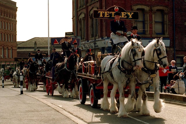Celebrating the third anniversary of the opening of Tetley's Brewery Wharf, a parade of seven brewers drays paraded through the city of Leeds in October 2005. Here, two horses pull one of the two Tetley's drays.