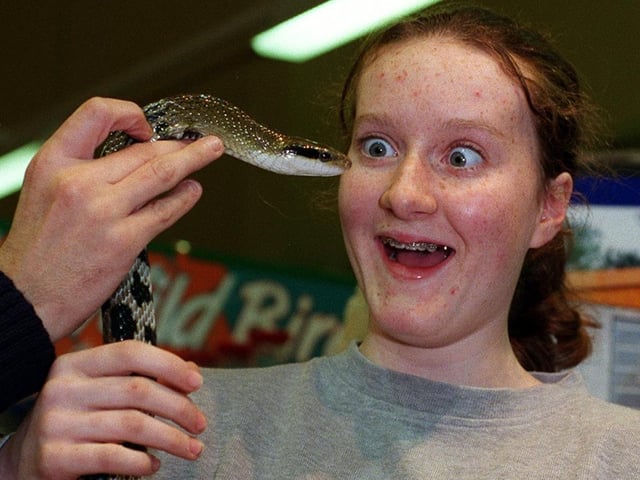Lucy Armitage came face to face with a Taiwanese beauty snake at the Pets At Home pets superstore at Guiseley Retail Park. The snake was just one of the reptiles from Proteus Reptile Rescue and Sanctuary, who gave a display at the shop.