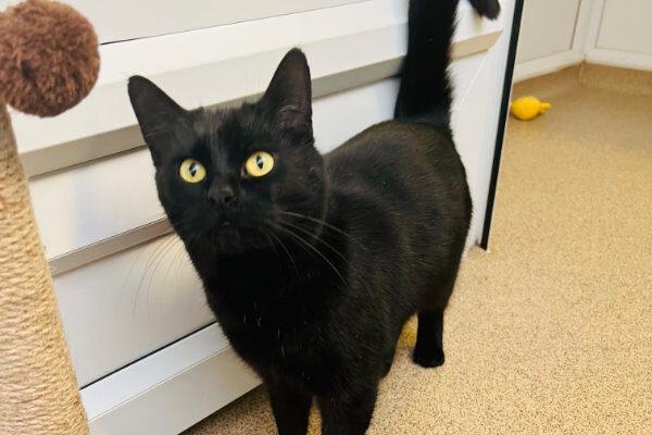 Maddie is a super sweet girl who goes absolutely bonkers over cat nip! She loves attention, and she is always at her apartment door waiting to greet the next person she sees. Her ears perk up the moment you say her name and she will be right over for strokes and cuddles.