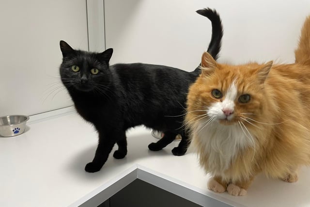 Jessie and Ginge are very much a bonded pair! They love curling up with each other when it is cat nap time and will happily groom one another. Apart from their looks, Jessie and Ginge are practically identical in every way – they are both loving and affectionate with people and are always happy to say ‘meow’ to everyone.