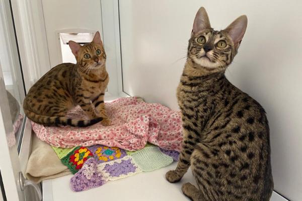 Leo and Louis absolutely love each other. They are the best of buds and have been together since they were little ones! They are both super active and playful with each other and the volunteers but once they have had a good run around they are both ready for snuggle time and a cat nap!