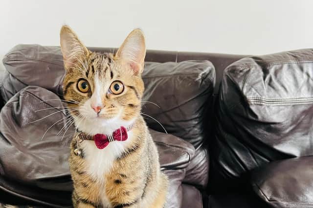 Animal Search UK’s Missing Pet Search Team are in the city today on the hunt for missing cat Sid.