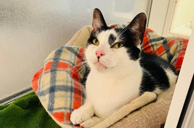 Bobby is looking for his forever home at RSPCA Leeds and Wakefield. Photo: RSPCA