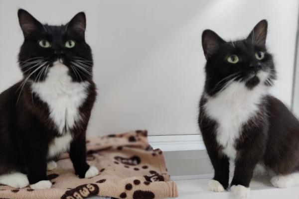 Gilbert and Sullivan are two beautiful boys who absolutely love cuddles and attention. They both enjoy playing with their many, many jingle balls in their apartment - the pair can just bat them around for ages! Gilbert and Sullivan are best buddies so are looking for a family that have room for two. Both of them have longish hair so would like a family to help them groom.