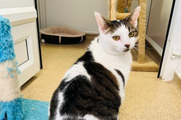 Oscar is a little on the chunky side but that just means he has a big heart and more love to give! He is super friendly and a proper gentleman. He will always be ready to greet a friendly face, he just loves having visitors to his apartment!
