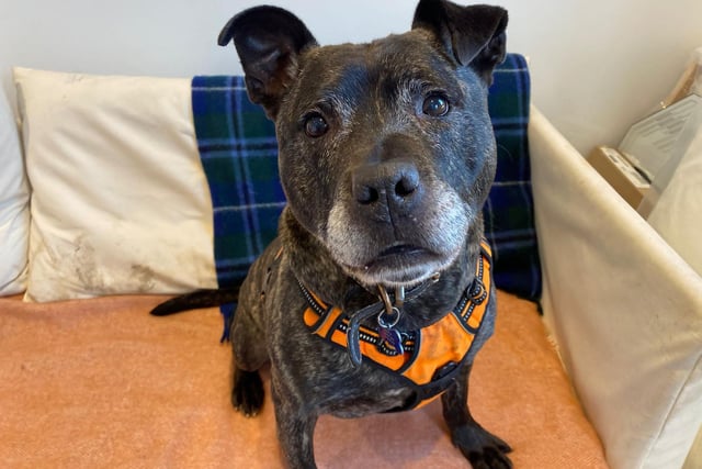 Dodger is a ten-year-old Staffordshire terrier looking for a forever home where he will get plenty of fuss and treats. He is quite frightened by loud noises and bangs so a quiet house would be ideal for him, and he also will need training before being left alone as it stresses him out. He has mastered basic commands and loves learning new tricks!