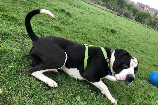 Bertie is a big, loveable and goofy guy looking for his forever home.He loves to just mooch about and have a good roll around in the off-lead area and sniff everywhere! He can be quite independent at times but once he sees someone offering cuddles and a stroke he will be trotting straight over for the fuss!
His favourite place to be in is water, he loves dipping his paws in the streams nearby and can’t wait for the paddling pools to come out!