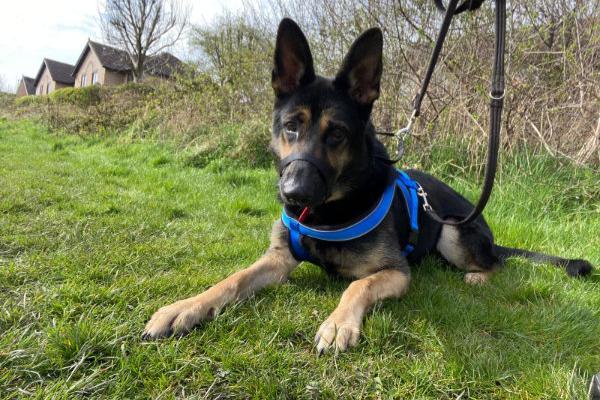 Rex was a bit of a nervous lad at first but with lots of patience and time to settle in, he's really come out of his shell and shown the team how much of an energetic and playful dog he is. Rex loves to play catch with tennis balls, but he prefers to keep them and not give them back!