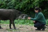Arthur chows down on some Rhubarb!