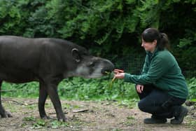 Arthur chows down on some Rhubarb!