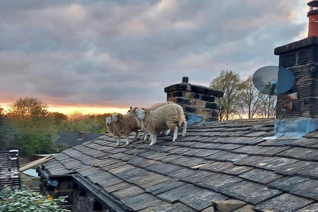 "Any ideas how we get down, Shaun?". Pic: WYFRS.