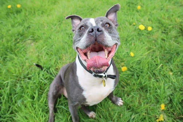 Trigger is hoping his knock-out smile will win him a new home! He’s a typical 
Staffy, full of energy and very loving, and even though he’s seven he’s showing no signs of slowing down! He is looking for a home with adopters who are
willing to work with the team to carry on some training. Triggers new home
must have a private garden which is fully secure. Although he loves everyone he wouldn't be suitable for younger children but over the age of 14 should be fine. He must be the only pet at home as he gets very worried by other dogs.
