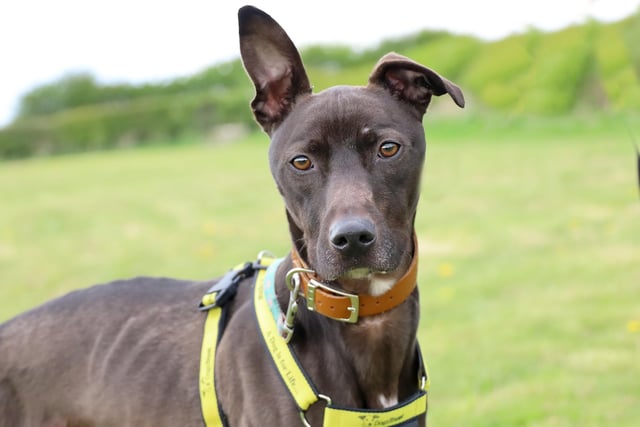 This handsome lad is Harold. He’s a three year old Lurcher who was recently found as a stray. He’s taken everything in his stride and is showing himself to be a lovely, friendly boy. He’s looking for patient adopters who will let him get to know them at his own pace. He’s not quite ready to share his home with other pets but would like to have doggy friends out and about and children over 16 years will be fine. He’s a great dog who’s full of potential so if you are a Lurcher Lover he’ll be right up your street!