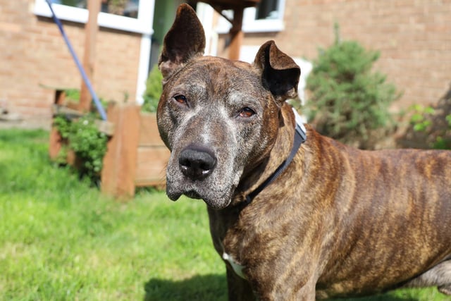 Buster is a lovely older gent who is looking for the quieter things in life. At 12 years old he enjoys spending his afternoons snoozing on the sofa or being with his owners. However, even though he's an older boy he still loves being out on his walks or pottering around the garden. He’s currently staying in a foster home so he can keep all his home comforts but would love to find a forever home in a quieter household without too many comings and goings. He is friendly with everyone he meets and should be ok around children over the age of 12, but he doesn’t want to share his home with any other pets.