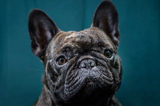 French Bulldogs were the most stolen breed in 2021 and saw a 29 per cent rise compared to the number stolen in 2020