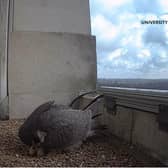 Peregrines have been nesting intermittently on the Parkinson Tower since 2018.
CREDIT: University of Leeds