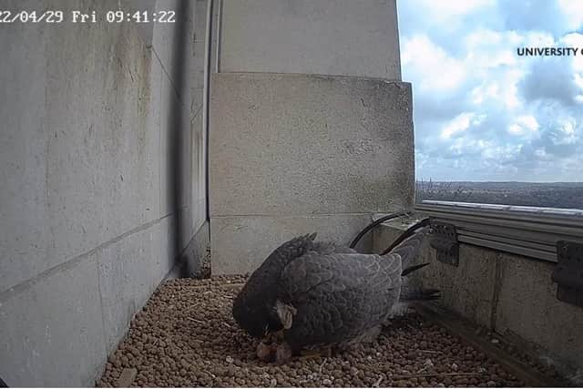 Peregrines have been nesting intermittently on the Parkinson Tower since 2018.
CREDIT: University of Leeds