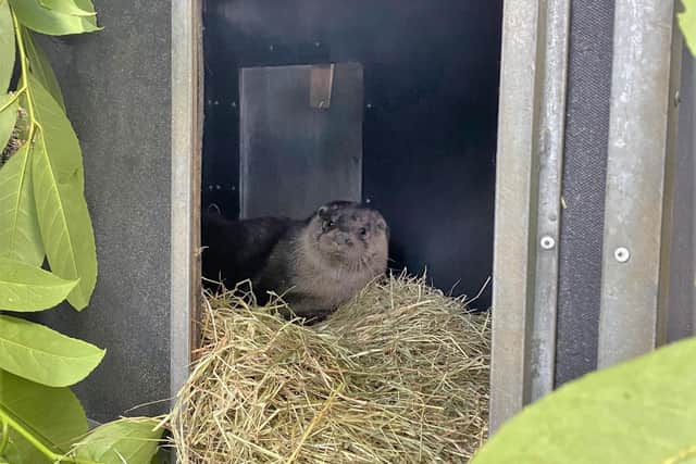 The young otters, Ebb and Flo, were recently named by Yorkshire Water’s customers in a Facebook competition.