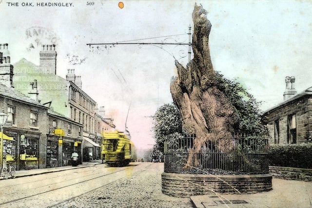 A colour postcard view of Otley Road showing the Shire Oak tree, the focal point of Headingley life for many years, in the centre. Now decaying, the tree has railings around to protect it. A tram can be seen on the road and shops on the left. The postcard has a postmark dated March 31, 1907.