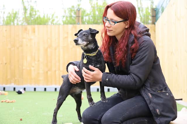 Tibby is one of the dogs up for adoption this week at Dogs Trust Leeds.
