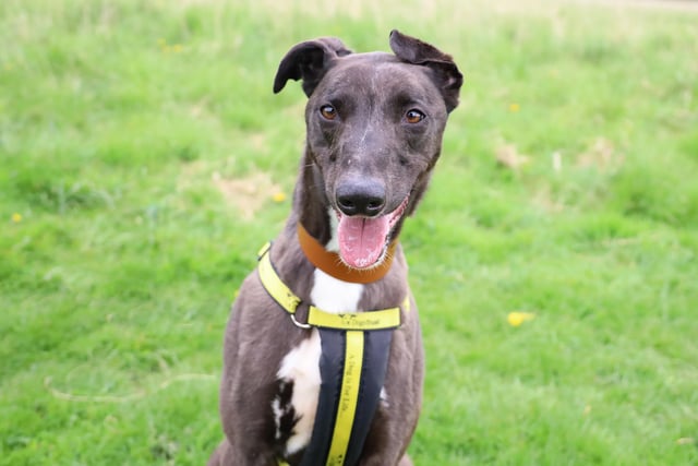 Ramsey is a handsome three year old Lurcher who recently arrived at the
centre. He was found as a stray so although his history is unknown, he
is a very friendly and bubbly lad who enjoys being around people. He can
be a little reactive at dogs in the distance but has already made a couple
of doggy friends who he likes to walk with.
He’s like to find a home where he’ll be the only pet and children no
younger than 12. His new family should be active and ready for lots of fun
adventures as he loves life and wants his humans to join him in this.