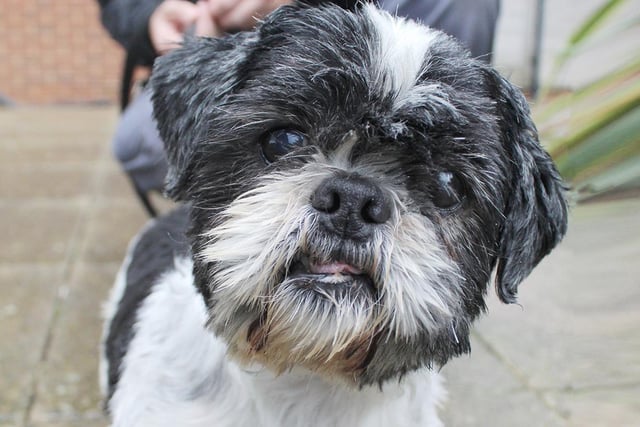 Handsome little Murphy is looking for a quieter retirement home with someone who prefers their exercise little and often. He’s an 11 year old Shih Tzu and is a confident little fellow who takes everything in his stride.
Murphy is looking for a calm and relaxed home environment and could live with teenagers, but he prefers a quieter life with no visiting young children. Although he doesn’t want to share with another dog, he could live with a dog savvy cat! He enjoys short walks but needs his exercise restricting due to a heart condition which he is on daily medication for. Murphy will need a home with a secure garden and ground floor access.