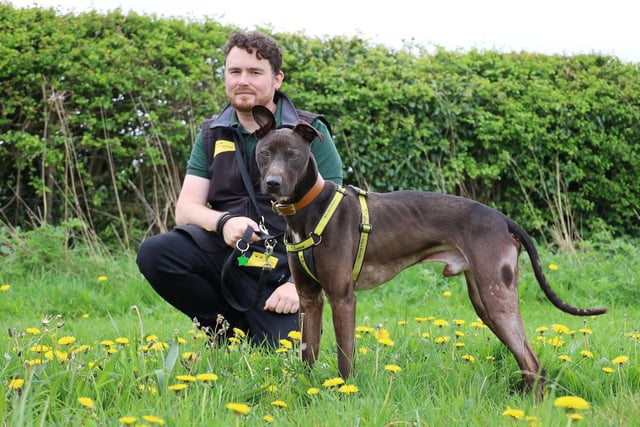We bumped into Harold while he was out enjoying a walk with his handler Johnny. He’s a very handsome three year old Lurcher who is looking for adopters with a secure garden for him to play in. He loves being around people but needs a bit of space initially to get to know you. We saw how beautifully he walks on lead so enjoying nice walks together will certainly be on the cards. He’ll suit an active family with older teenagers who will enjoy having a fun and friendly dog in their lives.