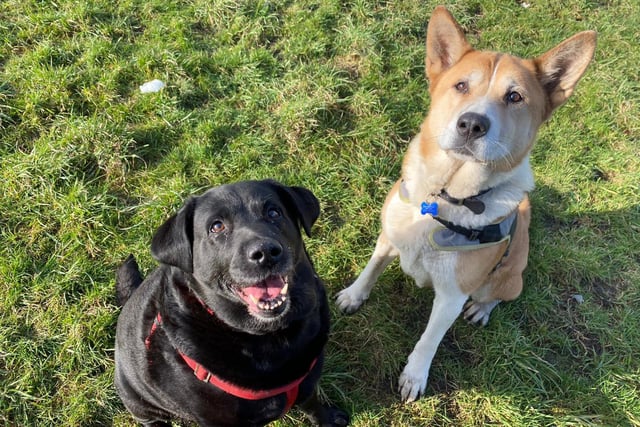 Isla is a ten-year-old Akita with plenty of energy to bounce about and play football. She is very friendly and is fine with children of a secondary school age, and can be left alone for short periods. She is looking to find a home alongside her best friend Darcy. Darcy is a nine-year-old Labrador with plenty to cuddle and squish! Although she does need to lose some weight, she is still very bouncy and energetic and loves to play.