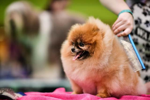 Grooming your dog is an essential part of their health, hygiene and overall wellbeing. Picture: Jeff J Mitchell/Getty Images