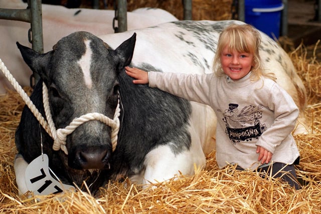 Five-year-old Clare Cropper next to one of her fathers Belgian Blue cattle in May 1997.