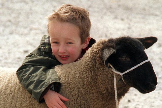 Four-year-old Alexander Ireton gets to grips with a sheep in May 1996.