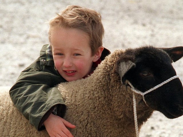 Four-year-old Alexander Ireton gets to grips with a sheep in May 1996.