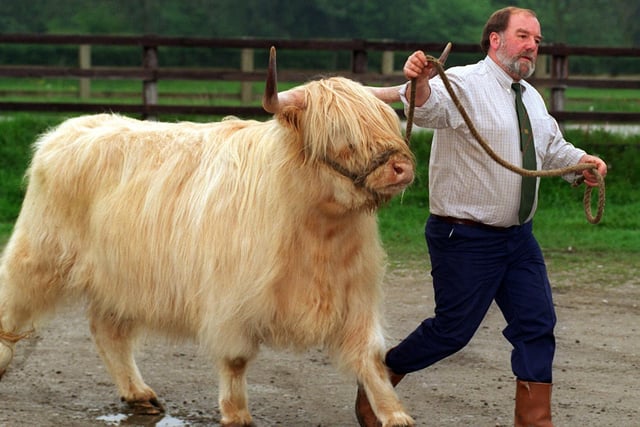 Highland heifer 'Capleadh the Ninth' being led by John Wright from Grove Farm Eccup at Otley Show in May 1997.