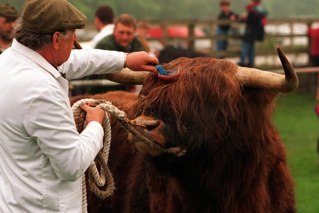 Richard Turner with his Highland Bull which won it's class at Otley Show in  1997.