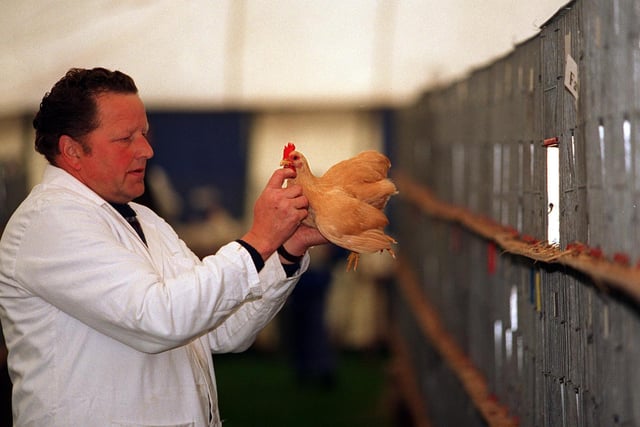 Poultry judge Richard Pye with just one of the 22 breeds he had to look at during Otley Show in May 1997.