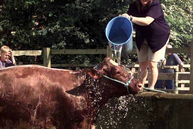 Jill Bradley from Sherburn-in-Elmet washes a Dairy Shorthorn cow in preparation for Otley Show in May 1998.