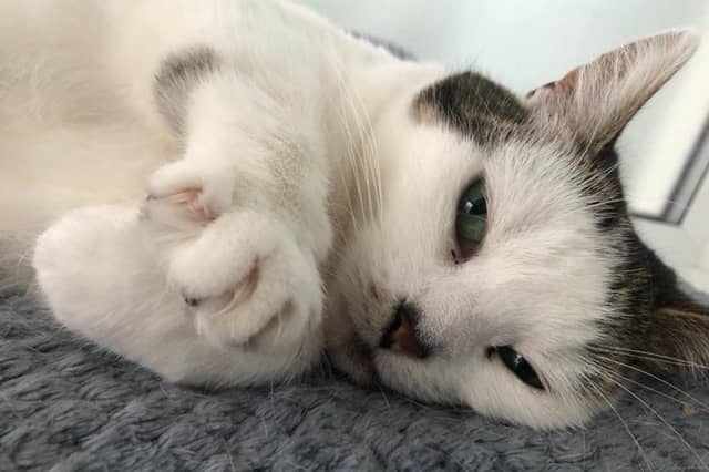 Mimi is looking for her forever home this week at RSPCA Leeds.