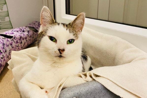 Mimi has spent quite a few years at the animal centre, but is now looking for her forever home. She lived at a foster house for some time, and she loved sitting on the window sill to watch the world go by. Mimi is a very loving and affectionate cat who would make the perfect companion.