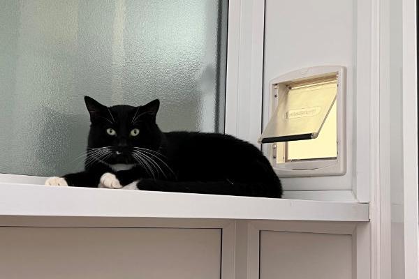 Watson has been a bit of a nervous fella since being at the centre, but with lots of patience and socialising with the team and some volunteers he is starting to come out of his shell a bit more. He has made a deal with the team - they can stroke his head if they give him his favourite treat – dreamies!