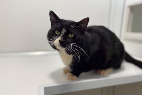 Paddy is a lovable rogue who loves a good ol’ chin wag with anyone that’ll entertain him! He loves it when the team and volunteers spend time and sit with him; he's not the biggest fan of strokes but just having your company is more than enough for him.