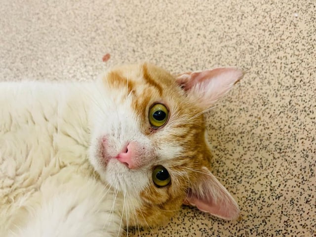 Trent has undergone a lot of vet treatment and TLC whilst being at the centre. Now he is on the road to recovery, Trent is ready to find his new forever home and family. Trent is a super friendly and affectionate boy who loves all the fuss and attention the team and volunteers give him. He loves being stroked and loves to play football with his toys.